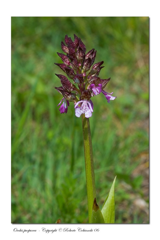 Orchis morio e Orchis purpurea